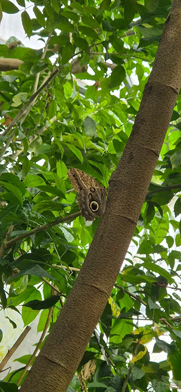 Schmetterling